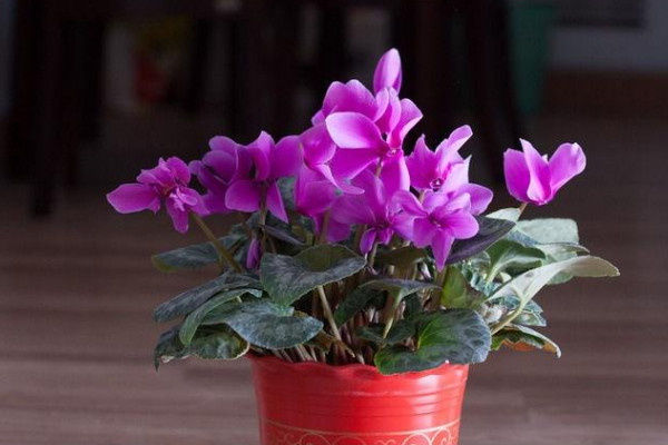 仙客來(lái)夏季不休眠法，控制好光照以及溫度