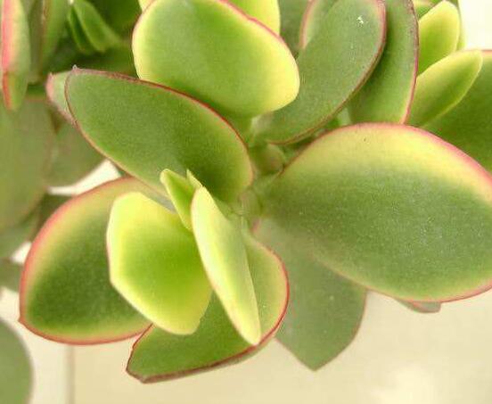 燕子掌掉葉子怎么辦，老農(nóng)教你三種最直觀解決方法