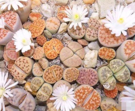 生石花夏天發(fā)皺，保持散射光環(huán)境/盆土疏松透氣