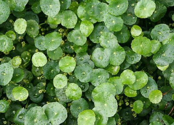 銅錢草水培變黃怎么辦，做好六大要點(diǎn)變得青翠碧綠