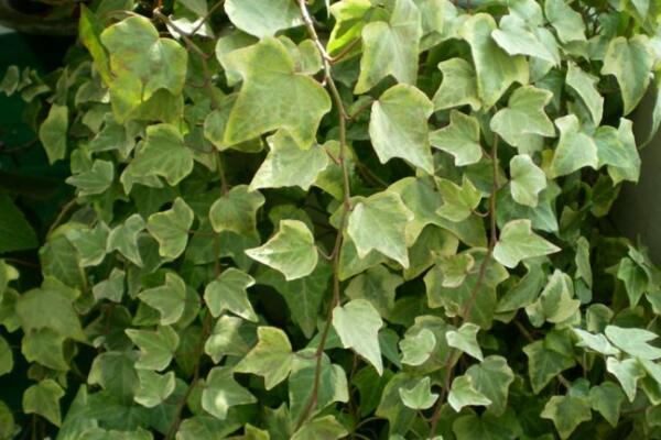 常春藤葉子長斑怎么辦，找到原因及時(shí)的處理