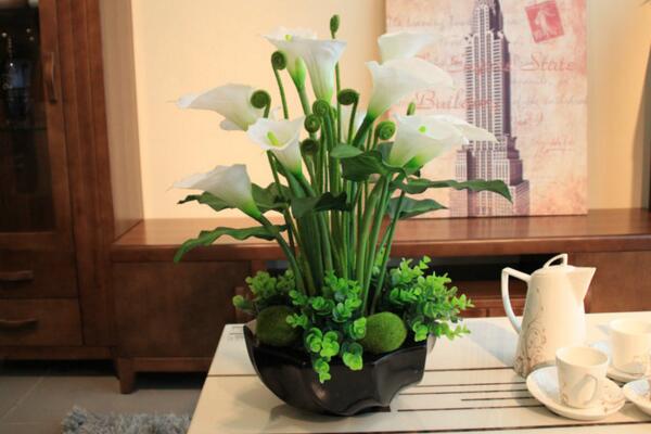 馬蹄蓮種球怎么種植，種植步驟以及前期養(yǎng)護(hù)技巧