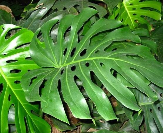 龜背竹黑斑病怎么辦，及時(shí)摘除病葉、噴灑藥物/保持通風(fēng)透氣