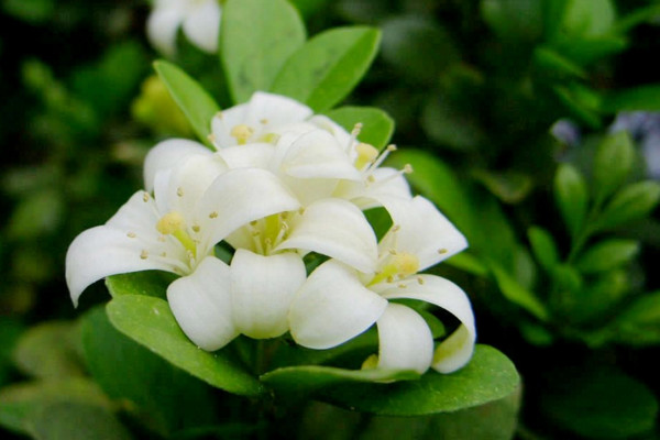 九里香快速粗枝，保證光照、養(yǎng)分充足