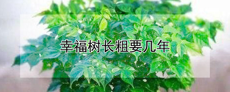 幸福樹(shù)長(zhǎng)粗要幾年
