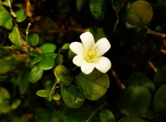 九里香的養(yǎng)殖方法和注意事項，老農(nóng)總結(jié)出七大養(yǎng)殖基本方法