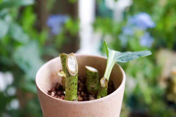 富貴竹扦插繁殖的方法，1~4月份都可以扦插