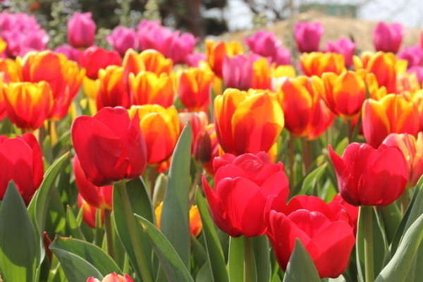 郁金香秋天開(kāi)嗎