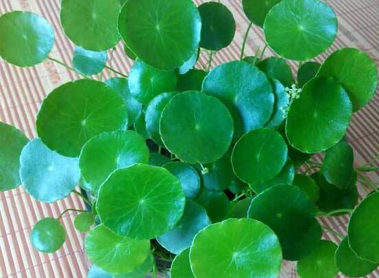 銅錢草泡水喝的作用，利尿排石、抗炎消炎