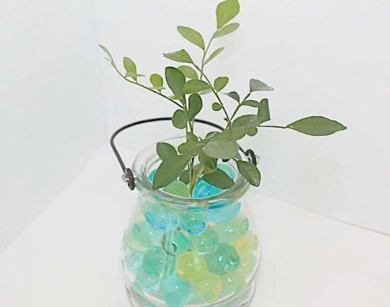 九里香可以水培嗎，九里香水培的養(yǎng)殖方法