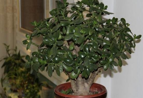 植物燕子掌有毒嗎，無(wú)毒與有毒需待進(jìn)一步科學(xué)考證(證據(jù)不足)