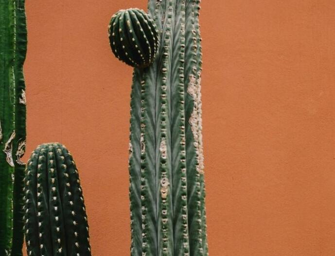 仙人球長小球要修剪嗎，最好把這些小球進(jìn)行移栽