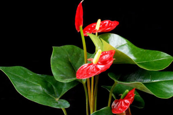 紅掌怎么養(yǎng)