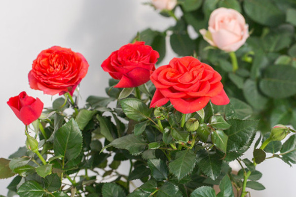 盆栽四季玫瑰怎么養(yǎng)