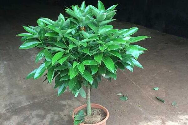 平安樹的繁殖方法，詳解播種和扦插兩種繁殖方法