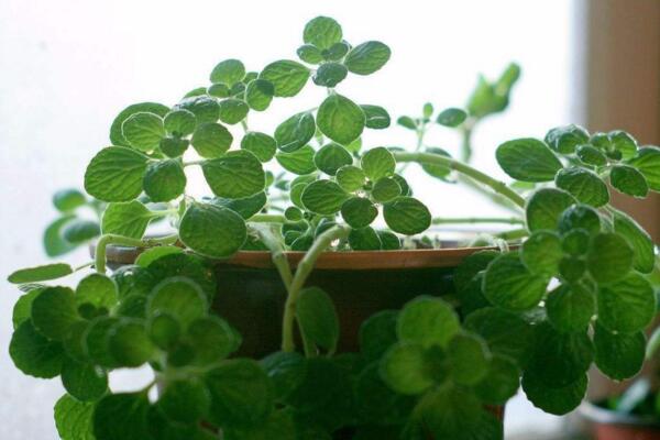 碰碰香怎么修剪，3步即可完成碰碰香的修剪