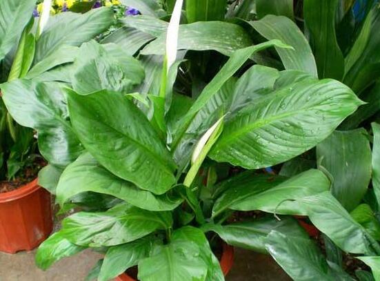 一帆風(fēng)順多久澆一次水，做到不干不澆、澆則澆透原則