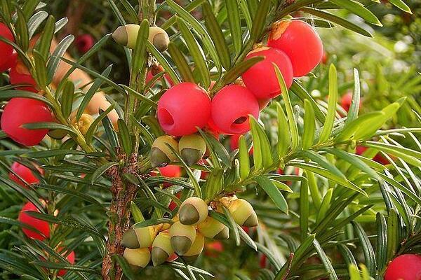紅豆杉種植方法，種子種植的四大要點(diǎn)