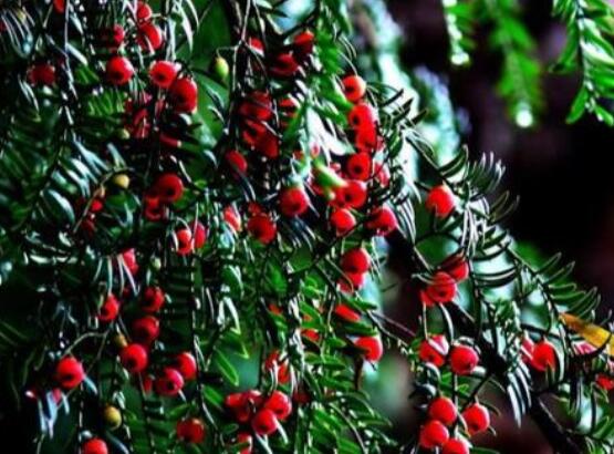 紅豆杉的正確食用方法，盤點(diǎn)營(yíng)養(yǎng)價(jià)值最高四種方法