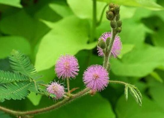 含羞草對(duì)人體有害嗎，微毒無(wú)害/美化家居、凈化空氣