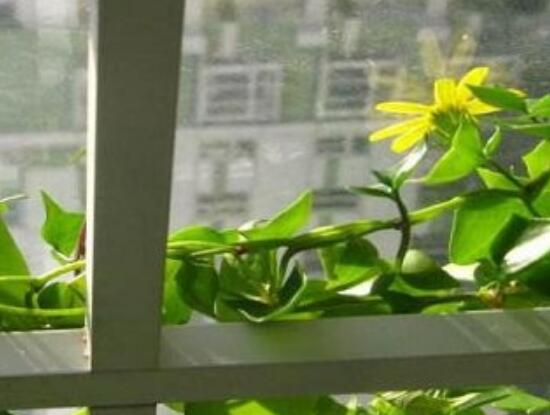 常春藤花期多長(zhǎng)時(shí)間，常春藤不開(kāi)花的原因