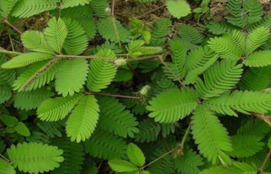 常碰含羞草有毒嗎，導(dǎo)致頭發(fā)眉毛發(fā)黃脫落(最好避免)