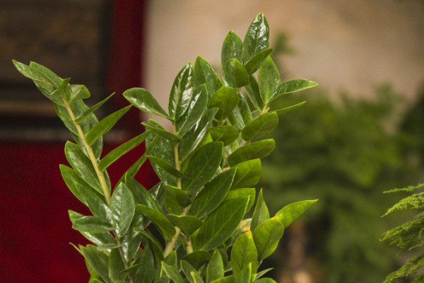 金錢(qián)樹(shù)怎樣過(guò)冬的妙招