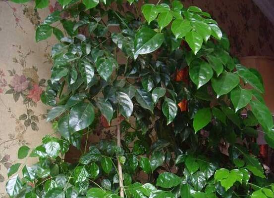 幸福樹(shù)病蟲(chóng)害，盤(pán)點(diǎn)最常見(jiàn)的四種病蟲(chóng)害防治大全