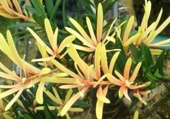 什么品種羅漢松最貴，珍珠羅漢松當(dāng)之無愧(售價高達上百萬)