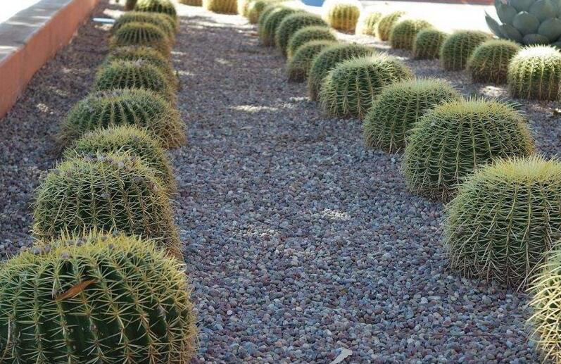 水養(yǎng)仙人球注意事項，正確的水培方式很重要