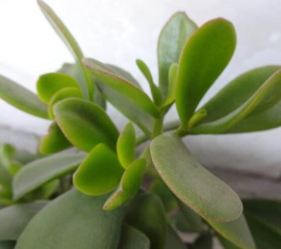 燕子掌炭疽病怎么辦，及時(shí)摘除病葉、噴灑藥物(合適溫度光照)