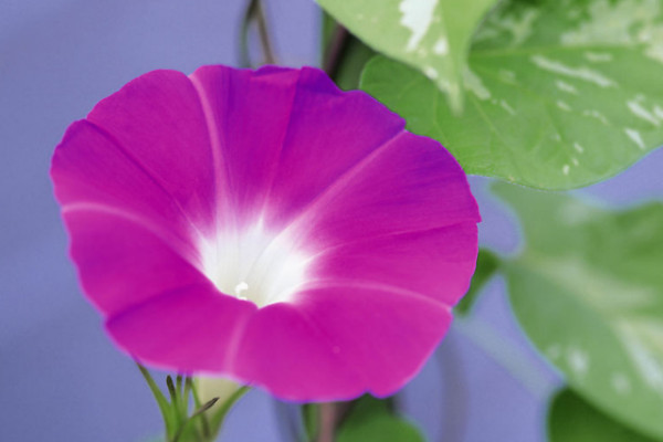 牽?；ㄌ倏梢猿詥? src="/nongchan/d/file/20201223/r4vclq3pen5.jpg" / data-BCZg="5OtiQF"></p>
<p data-dGfP="xvrdu1">
	牽?；ㄌ偈强梢猿缘?，它是一種無毒的植物，吃了之后不會導(dǎo)致人體中毒，但是它主要是被人們用來觀賞的，它的藤蔓口感并不好，食用價值不高，所以最好不要食用，有些人吃了還有可能會出現(xiàn)不適的癥狀。</p>
<p data-0IIE="gWg4yO">
	<strong data-z9E0="7AZsZ6">2、植株特征</strong></p>
<p data-En3C="6dK7aG">
	<img alt=