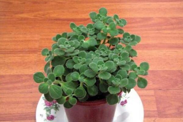 碰碰香有沒(méi)有毒，不僅無(wú)毒還可以食用