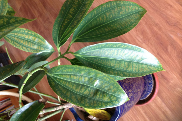 平安樹葉子干枯是怎么回事，環(huán)境變化過大要養(yǎng)護(hù)一段時(shí)間