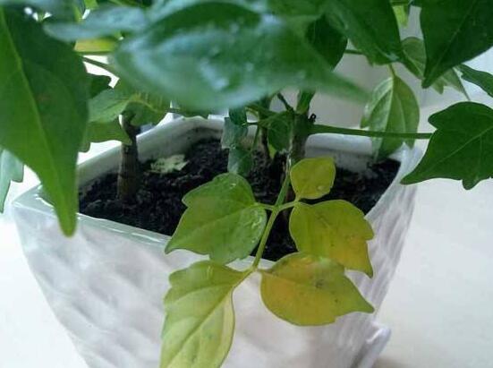 幸福樹葉子一碰就掉，教你四種原因以及解決方法