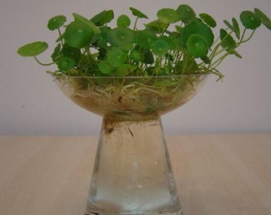 銅錢草水培好還是土培好，水培和土培兩者皆好