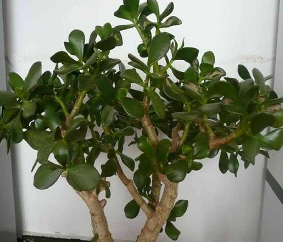 燕子掌能放在室內(nèi)養(yǎng)嗎，能/吸收有害氣體、釋放氧氣(身體健康)