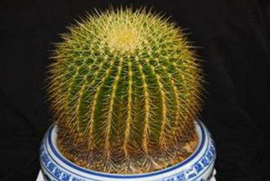 仙人掌適合在室內(nèi)養(yǎng)嗎，吸收輻射、釋放氧氣