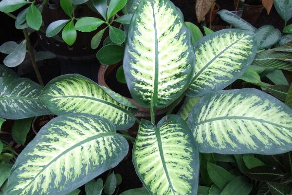 萬(wàn)年青的養(yǎng)殖方法和注意事項(xiàng)：土壤適宜/溫度適中/切勿暴曬/合理澆水