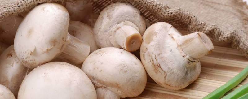 蘑菇栽培技術(shù)