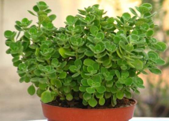 碰碰香怎么扦插，春夏秋季均可/以最基部枝條為主