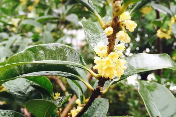 桂花不發(fā)芽是怎么回事