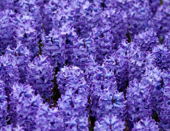 風信子象征著什么意思，重生的愛/不同花色不同象征意義