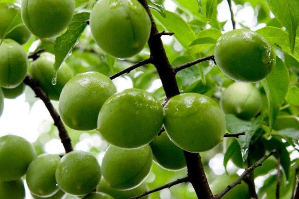 梅子什么時候成熟季節(jié)