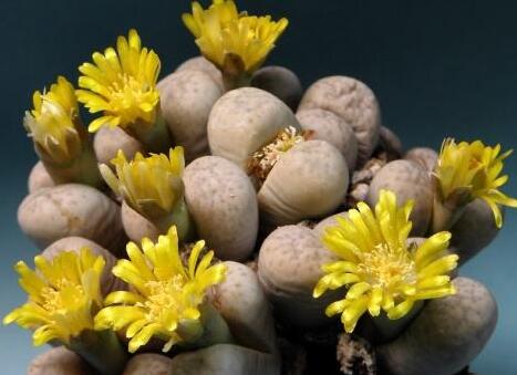 生石花花語(yǔ)是什么，不要送錯(cuò)/代表著堅(jiān)強(qiáng)的性格