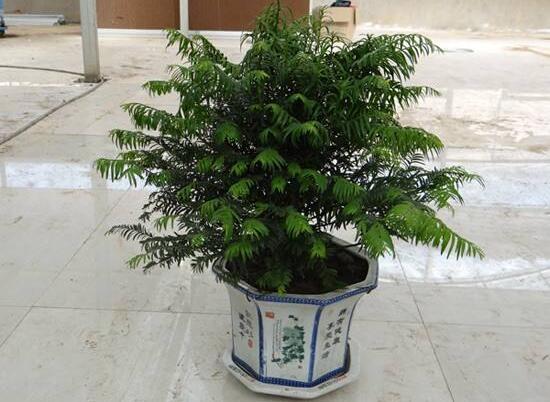 紅豆杉放家哪個位置好，教你六種最佳擺放地點(招財生旺)