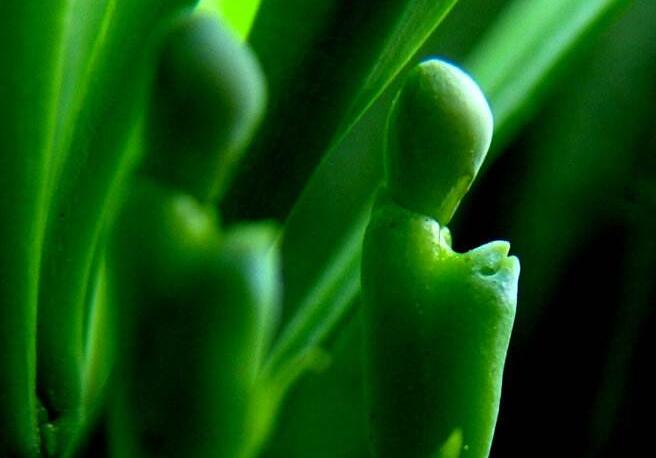 羅漢松果泡酒的方法，制作過程的4步驟