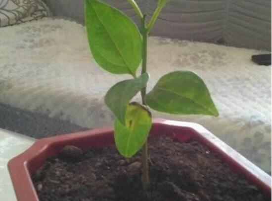 平安樹怎么繁殖，平安樹扦插方法圖解