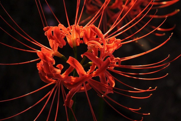 彼岸花的花期是什么時候