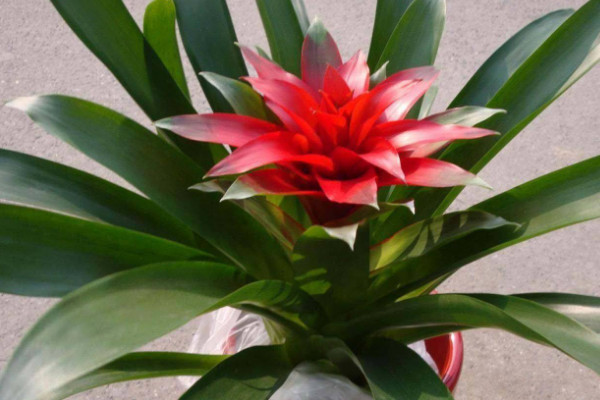 鴻運(yùn)當(dāng)頭可以水培嗎